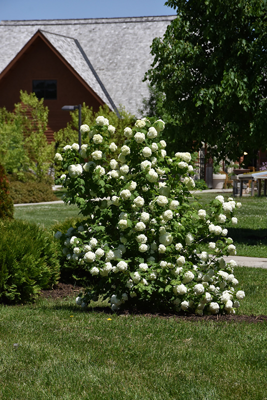 Eastern Snowball Viburnum (Viburnum opulus 'Sterile') at Dammann's Garden Company