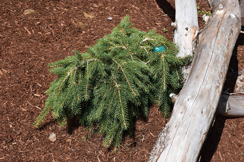 Formanek Norway Spruce (Picea abies 'Formanek') at Dammann's Garden Company