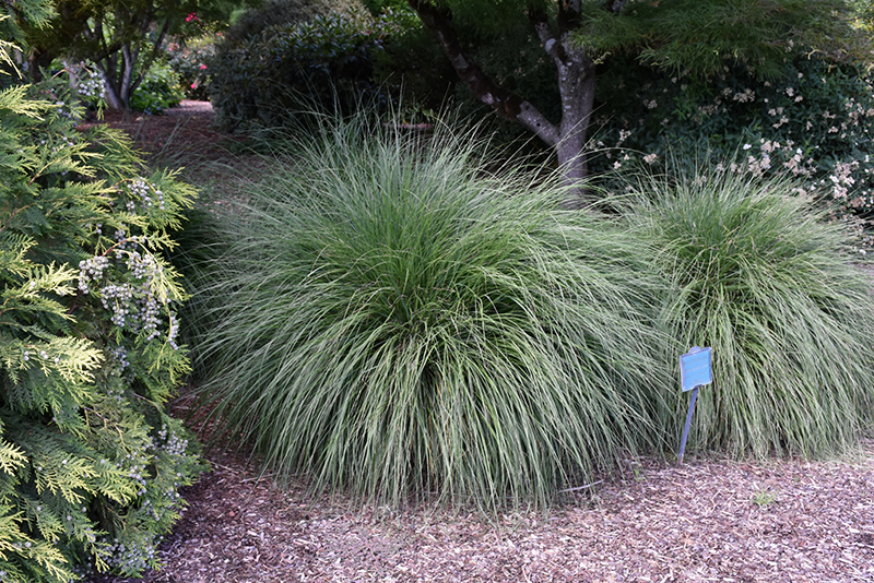 Hameln Dwarf Fountain Grass (Pennisetum alopecuroides 'Hameln') at Dammann's Garden Company