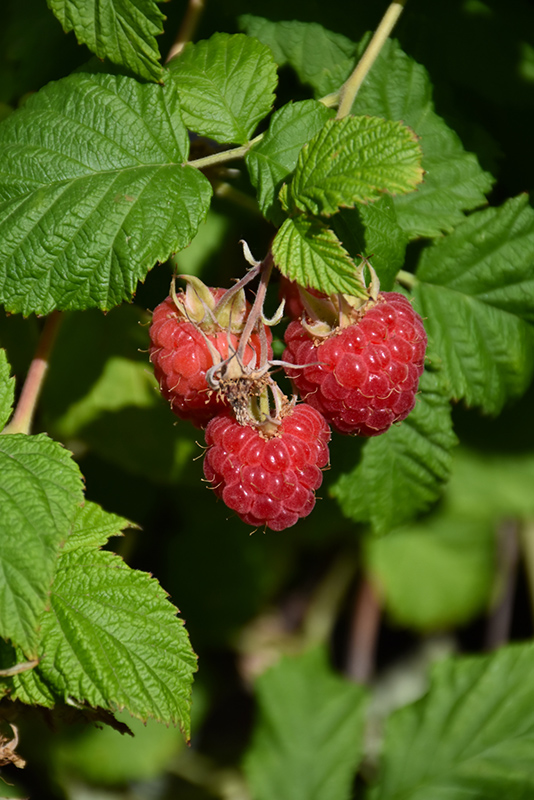 Raspberry Shortcake Raspberry (Rubus 'NR7') at Dammann's Garden Company
