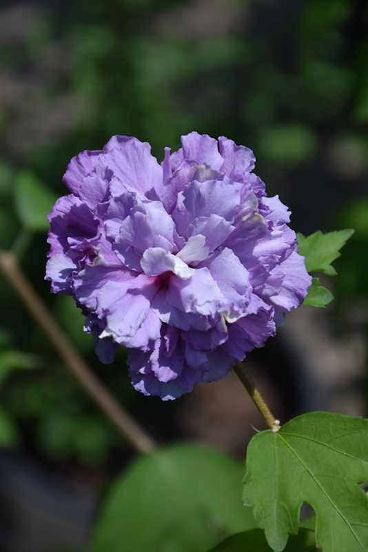 Blueberry Smoothie Rose of Sharon (Hibiscus syriacus 'DS01BS') at Dammann's Garden Company