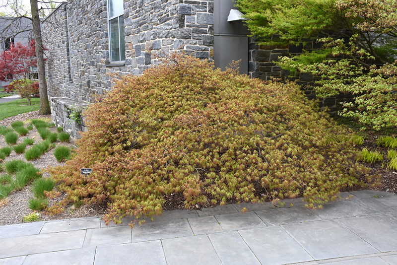 Spring Delight Japanese Maple (Acer palmatum 'Spring Delight') at Dammann's Garden Company