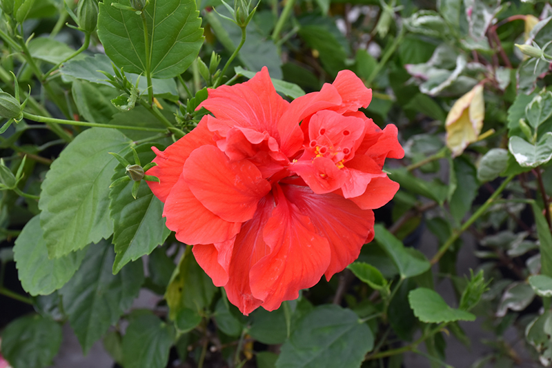 Double Red Hibiscus (Hibiscus rosa-sinensis 'Double Red') at Dammann's Garden Company