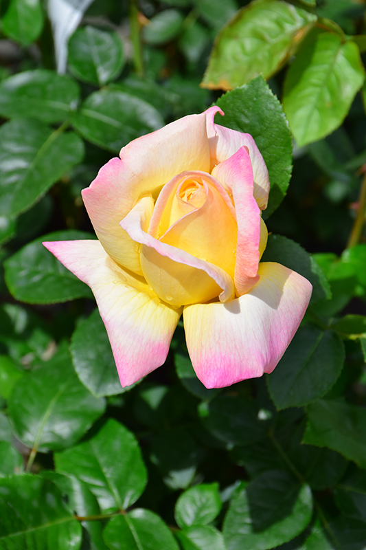 Peace Rose (Rosa 'Peace') at Dammann's Garden Company