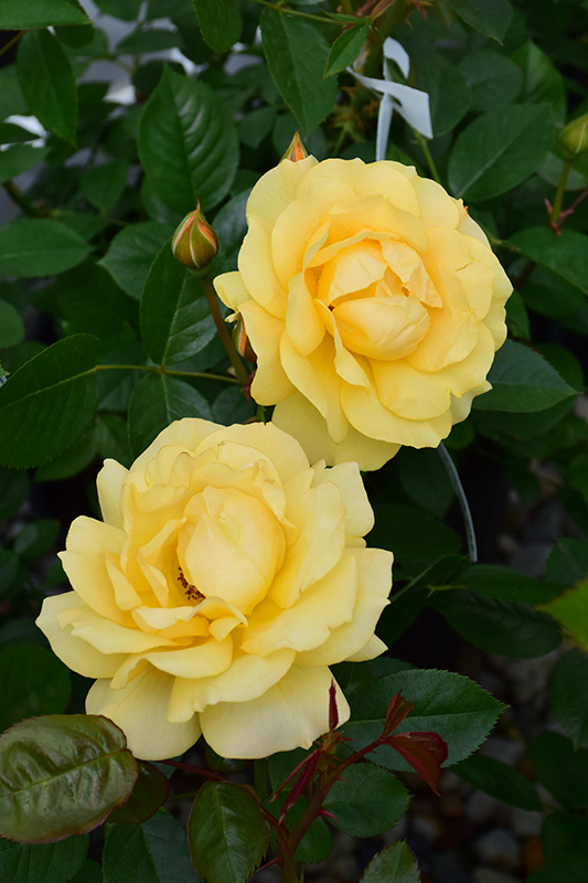 Julia Child Rose (Rosa 'Julia Child') at Dammann's Garden Company