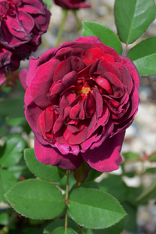 Darcey Bussell Rose (Rosa 'Darcey Bussell') at Dammann's Garden Company