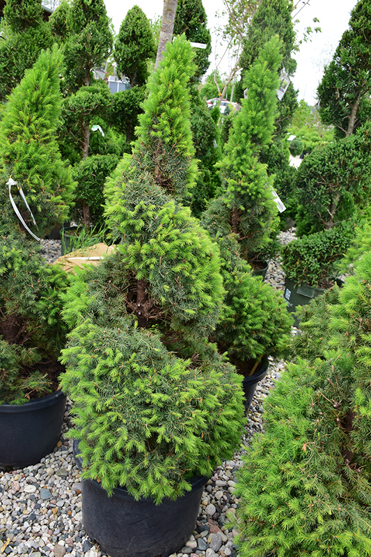 Dwarf Alberta Spruce (Picea glauca 'Conica (spiral)') at Dammann's Garden Company