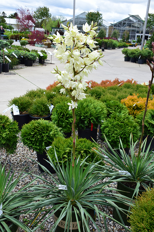 Ivory Tower Adam's Needle (Yucca filamentosa 'Ivory Tower') at Dammann's Garden Company