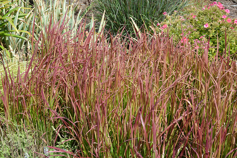 Red Baron Japanese Blood Grass (Imperata cylindrica 'Red Baron') at Dammann's Garden Company