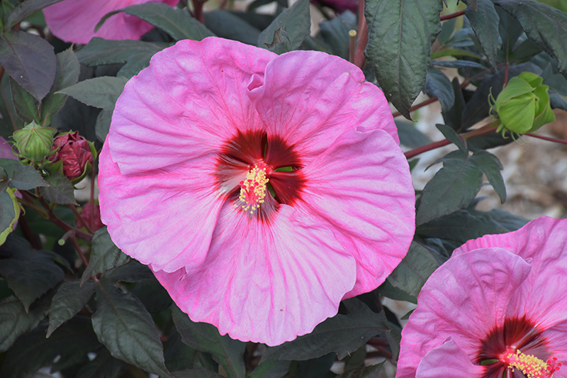 Summerific Berry Awesome Hibiscus (Hibiscus 'Berry Awesome') at Dammann's Garden Company