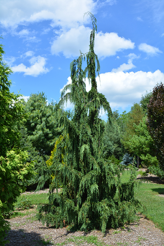 Jubilee Nootka Cypress (Chamaecyparis nootkatensis 'Jubilee') at Dammann's Garden Company