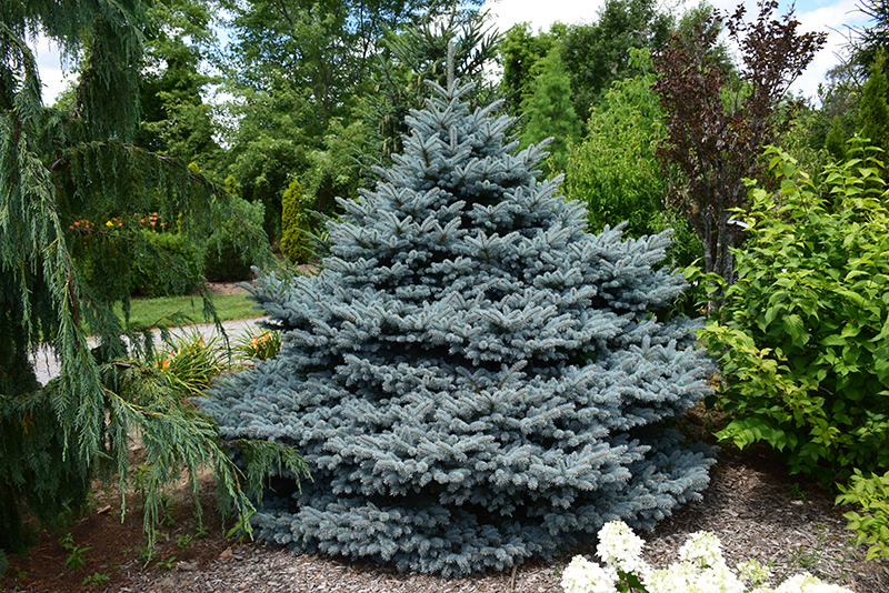Montgomery Blue Spruce (Picea pungens 'Montgomery') at Dammann's Garden Company