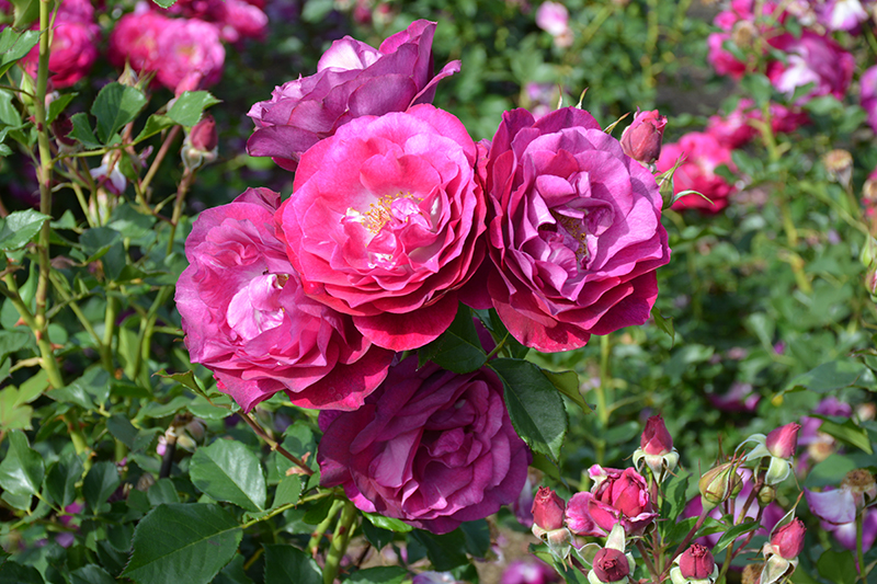 Wild Blue Yonder Rose (Rosa 'Wild Blue Yonder') at Dammann's Garden Company