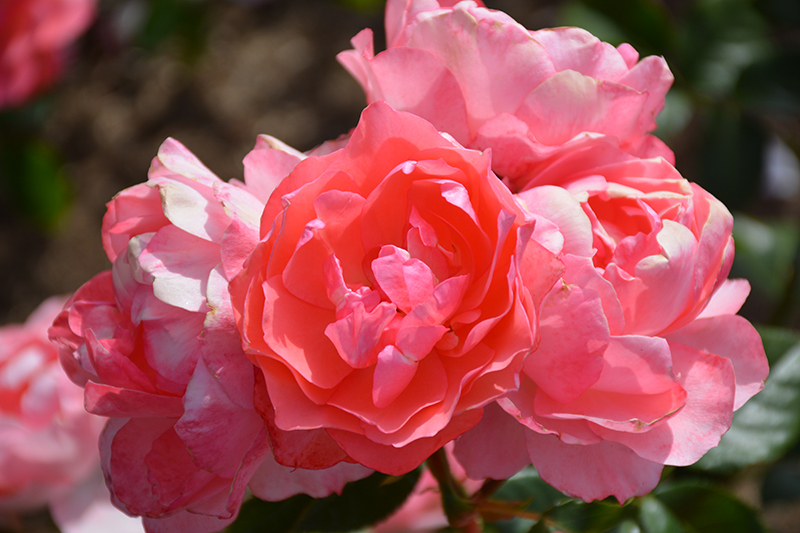 Passionate Kisses Rose (Rosa 'Meizebul') at Dammann's Garden Company