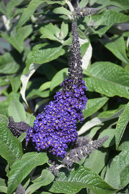 Pugster Blue Butterfly Bush (Buddleia 'SMNBDBT') at Dammann's Garden Company